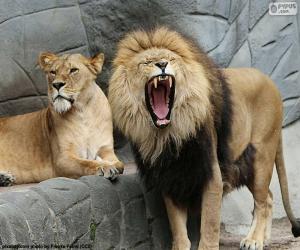 yapboz Dişi aslan ve aslan